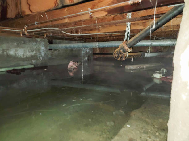 Best Local water damage restoration  in North Las Vegas, NV